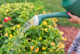 Why you Should be Using Filtered Water on your Plants and Garden