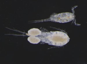 Effect of Road Salt Additives and Alternatives on Aquatic Ecosystems 