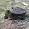 BPA can Reprogram the Brain, Changing Sexual Behavior of Turtles
